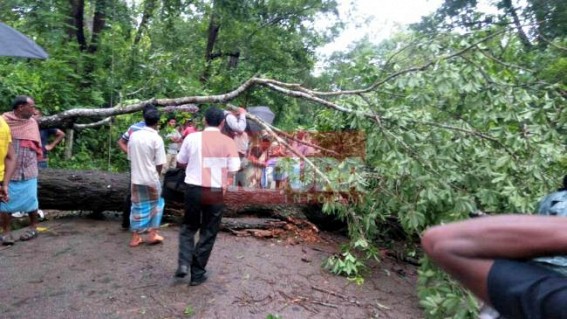Fallen tree blocks National Highway Fallen tree blocks National Highway
